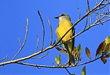 Couch's Kingbird